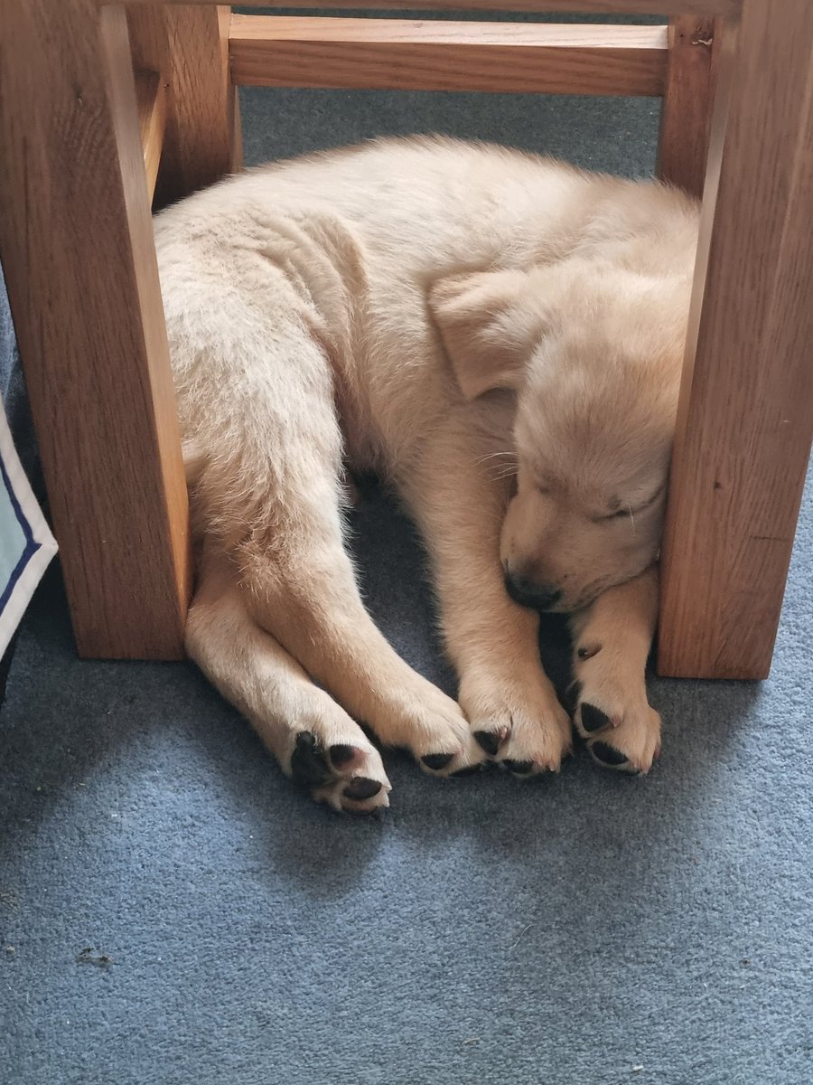 Rogerthelab1's tweet image. This is my spot now...#dogsoftwitter #sleeping #cute #labrador #JamesBond #007  #RogerMoore