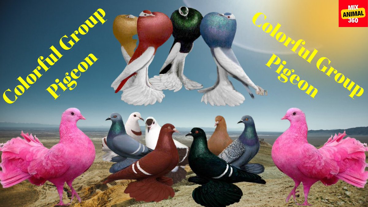 JackBar39157516's tweet photo. Colorful Group Pigeon, pigeon sound
Full video link:

https://t.co/suhcg5PdYd https://t.co/7AbtRckg5t