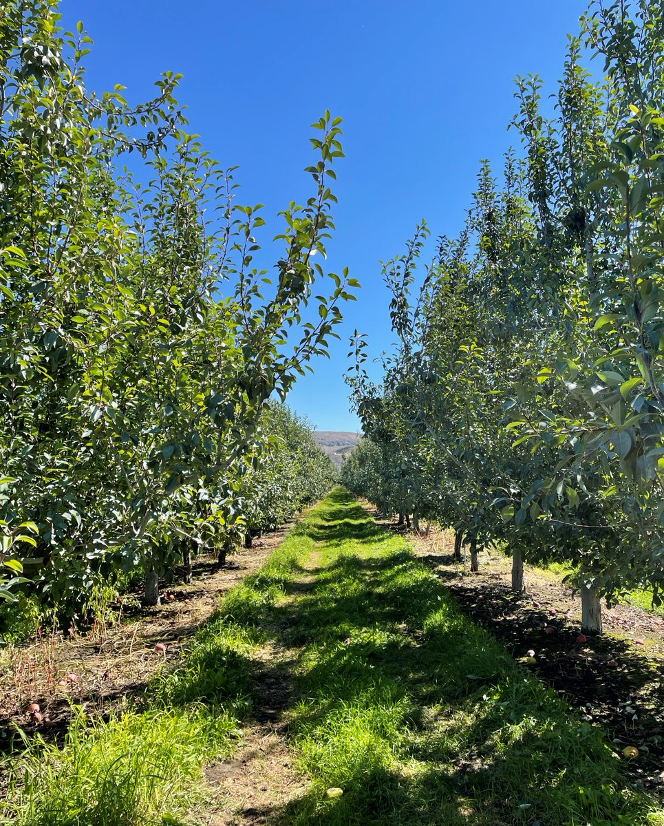 ChelanFresh's tweet photo. A beautiful sunny day in our orchards!☀️ #Sunshine #Summer #Agriculture #OrchardUpdate https://t.co/JUVkrHmxG7