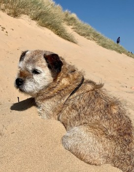 millypod1's tweet photo. π6 JUNE 2022 #Lost DOBBY #ScanMe
ELDERLY Border Terrier Female #BTPosse
#Cowbeech #EastSussex #BN27
parish of #Herstmonceux Wealden
She is old with poor hearing & eyesight so may not hear you call. She dose not walk well on her back legs.
βοΈ07795568026
https://t.co/E9vQPxNCFe https://t.co/UJaYUOa4zp