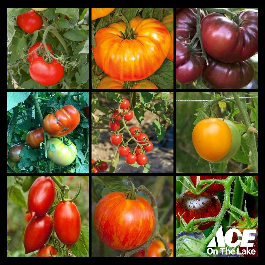 AceOnTheLake's tweet photo. Did the frost get your tomatoes or other tender garden plants?
Stop by Ace On The Lake for a replacement🍅
We have a wide variety of tomatoes, flowers and vegetables available in our greenhouse!
#LastFrost
#Gardening
#GrowTip
#IsThereEverTooManyTomatoes?!
#GrowFood https://t.co/Pl73mpVw3u