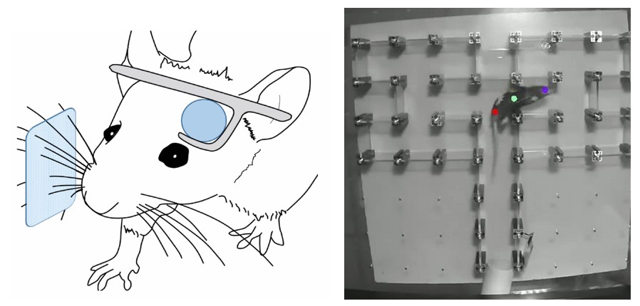 New funded PhD in my lab to work on a really exciting question: how does sensory cortex process task-related information during natural behaviour? Mouse exploration/decision making, behaviour tracking, 2p imaging or wireless electrophys… 30th Jun deadline bit.ly/SussexWhiskers…