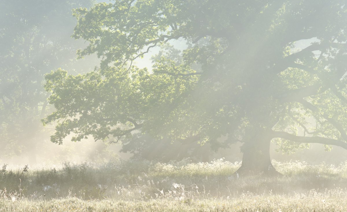 niallmcl_'s tweet photo. Misty Meadows. Lagan Meadows, Belfast. https://t.co/PjPBBcoEDB