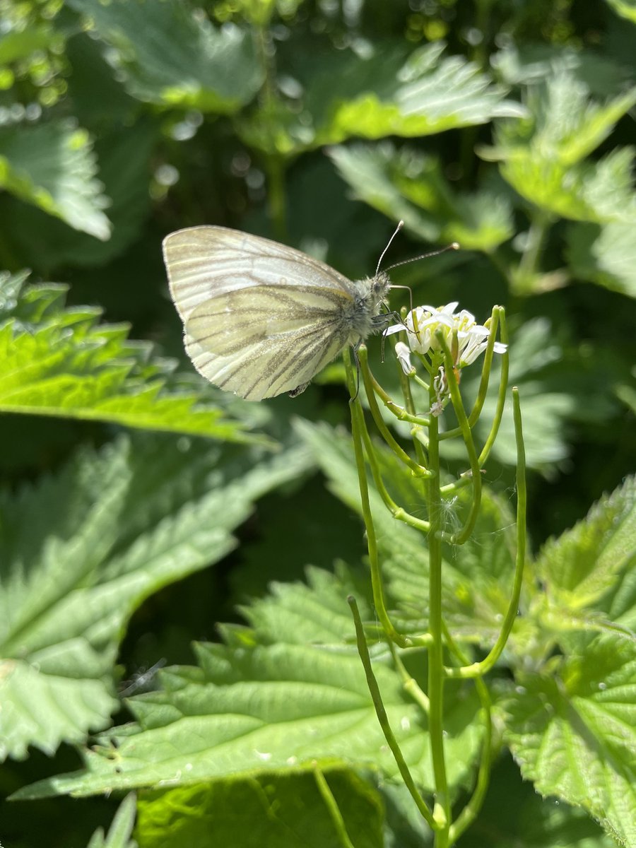pollylizzy's tweet image. Beautiful Green Veined White enjoying what’s left of the Hedge Garlic  🦋🤩