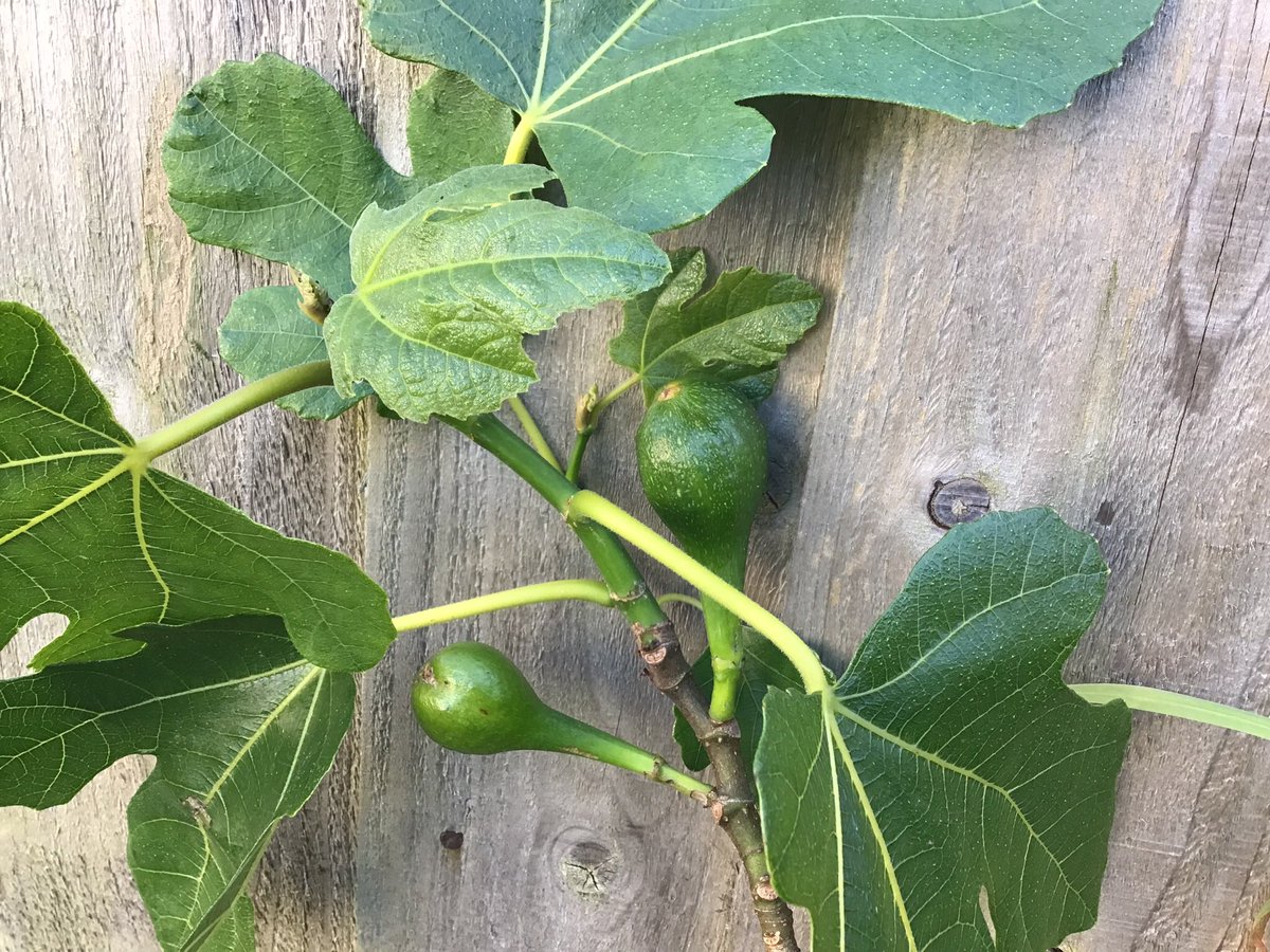 HorticultureTh1's tweet photo. First two figs in my little garden. https://t.co/aoHcSZVcLM