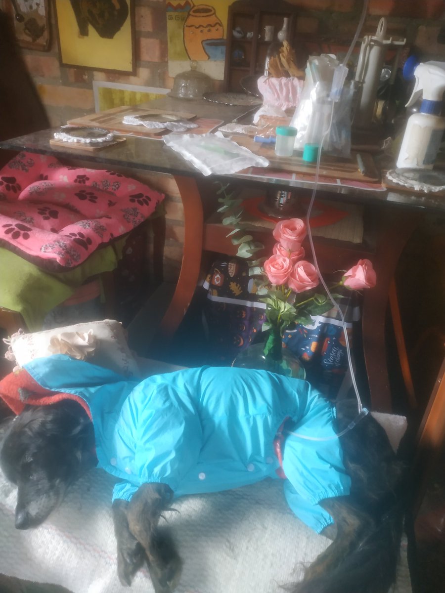 hadacaninos's tweet photo. Han sido días muy difíciles. La manHada humana y no humana sobrellevando sus situaciones de salud. Mi bella Mohanha partió al Cielo de los perritos. Su hígado no funcionó más. Te llevaré en mi corazón por siempre. Vivió conmigo 12 años y batallamos por esa enfermedad. Feliz viaje https://t.co/r3ehwnVqtz