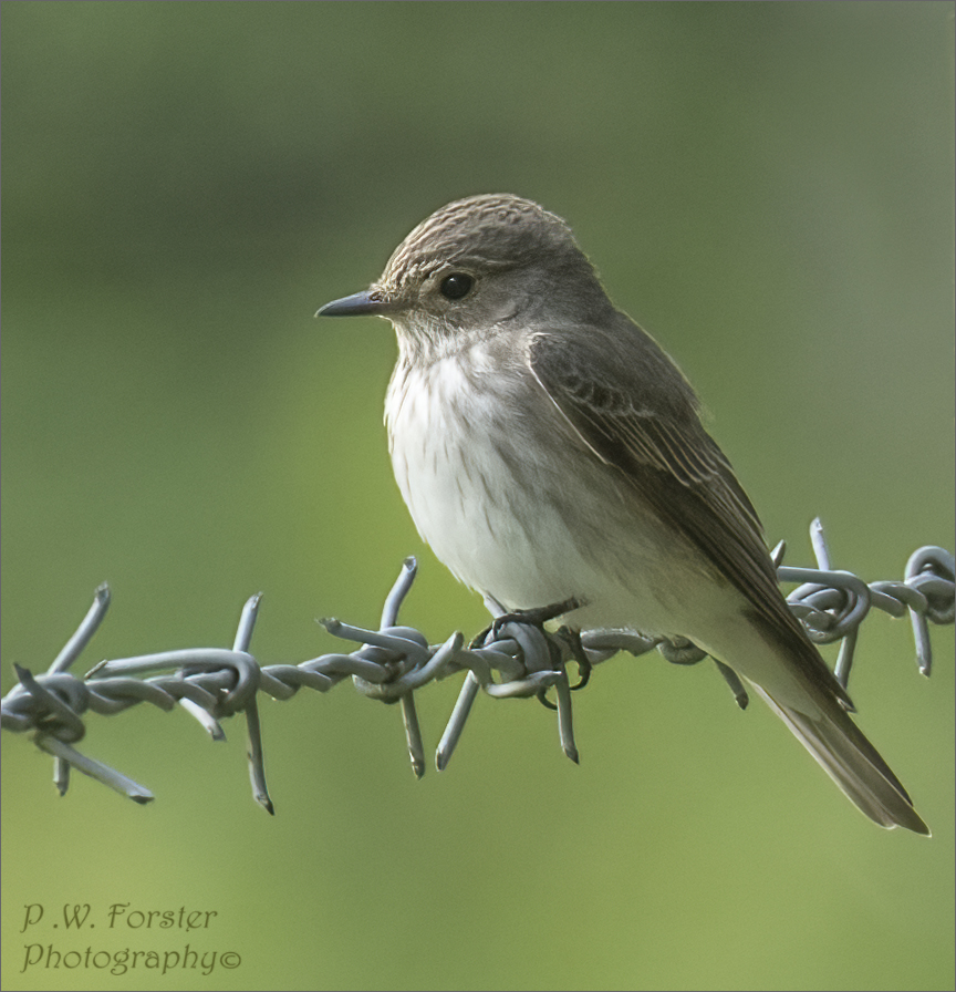 Spotted Fly Lockwood today two showing well
@teesbirds1 @WhitbyNats @nybirdnews @WildlifeMag @Natures_Voice @wildlife @ynuorg @clevelandbirds @teeswildlife @TeesCoast @DurhamBirdClub @TeesmouthNNR @RSPBSaltholme @TeesvalleyLNP 
#birdphotography #nodrivalpost