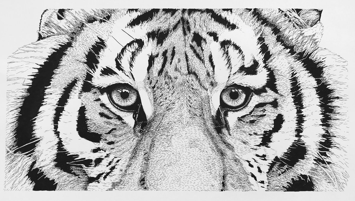 I'm having a lot of fun with tigers at the moment, so let's have a big cat artshare
Show me your big cats, any media, any species. No need to tag anyone, but feel free if you know someone with good cats
Ref- 2nd Sarah Geiger, 3rd Paul Fine
<a href="/paul_stowe/">Paul Stowe</a> <a href="/CorrinsArt/">Gordon Corrins</a> @AlexFlemingArt