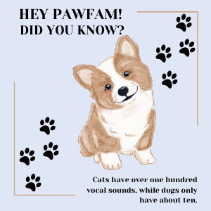 Naughty Paws Fun Trivia!
Follow + RT for more!
#NFTdrops #NFTartist #NFTCommunity #NFTProject #NFTartwork #NFTCollection #NFTs #NFTdrop #NFTGiveaway #nftart