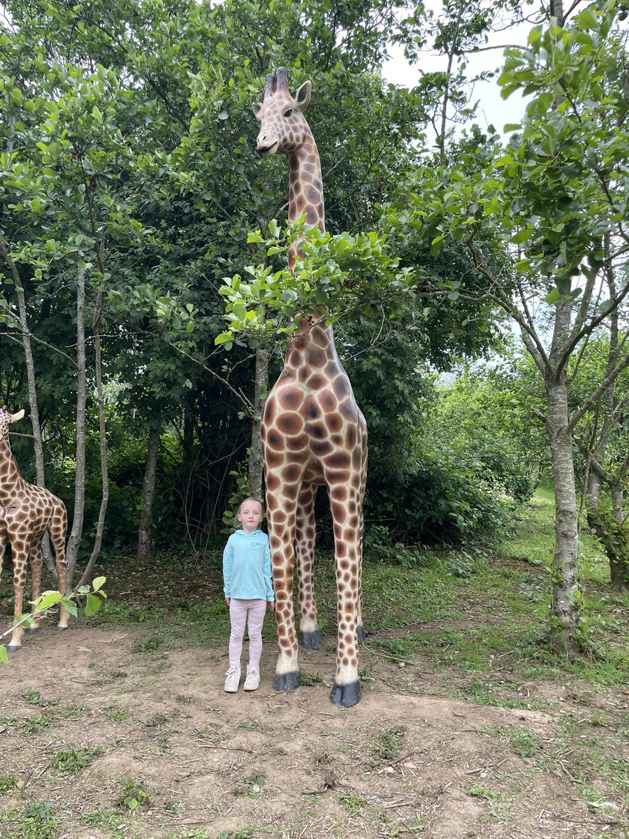 loubie_m's tweet photo. @halewoodcofe real life maths Freya Davies yr1 measuring how tall she is next to a giraffe #reallifemaths https://t.co/xCB2uMmna4