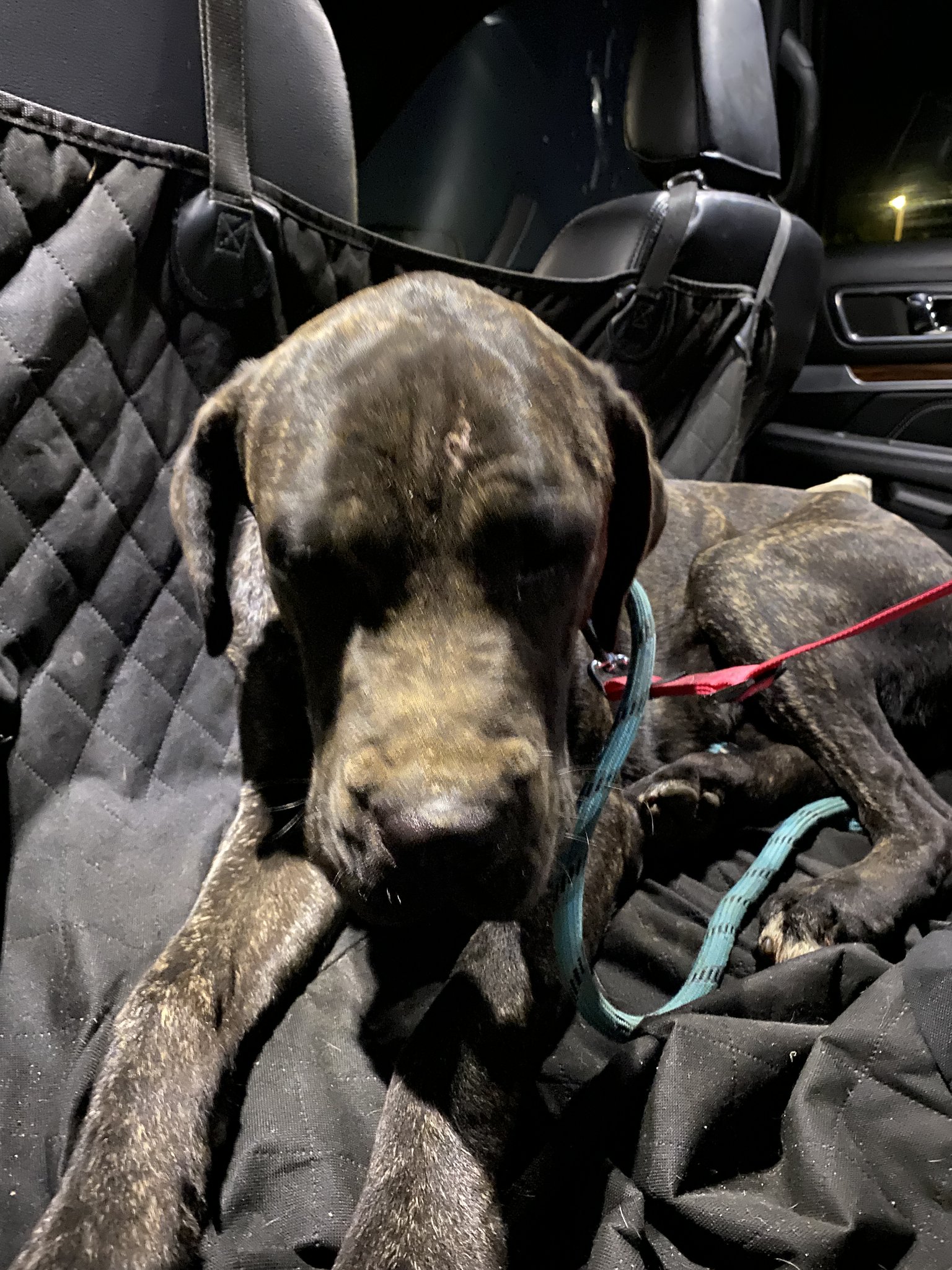tarabassettlive-on-twitter-lost-dog-search-and-trapping-team-is