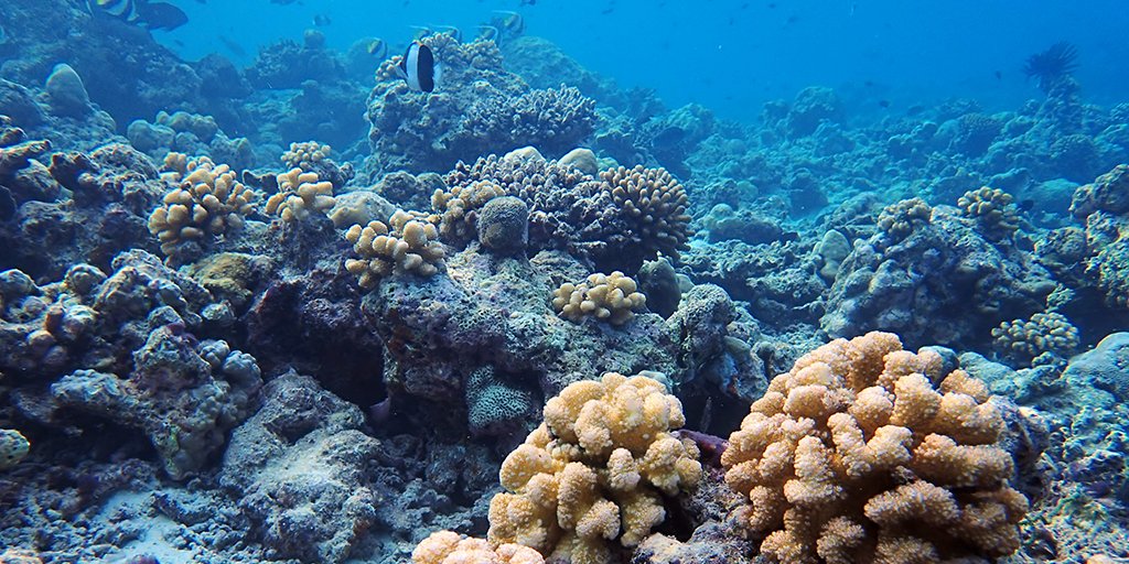 Since the start of this year, our Marine team have successfully reintroduced 2,000 healthy corals onto our house reef. Happy #WorldOceansDay from Velaa! #VelaaPrivateIsland