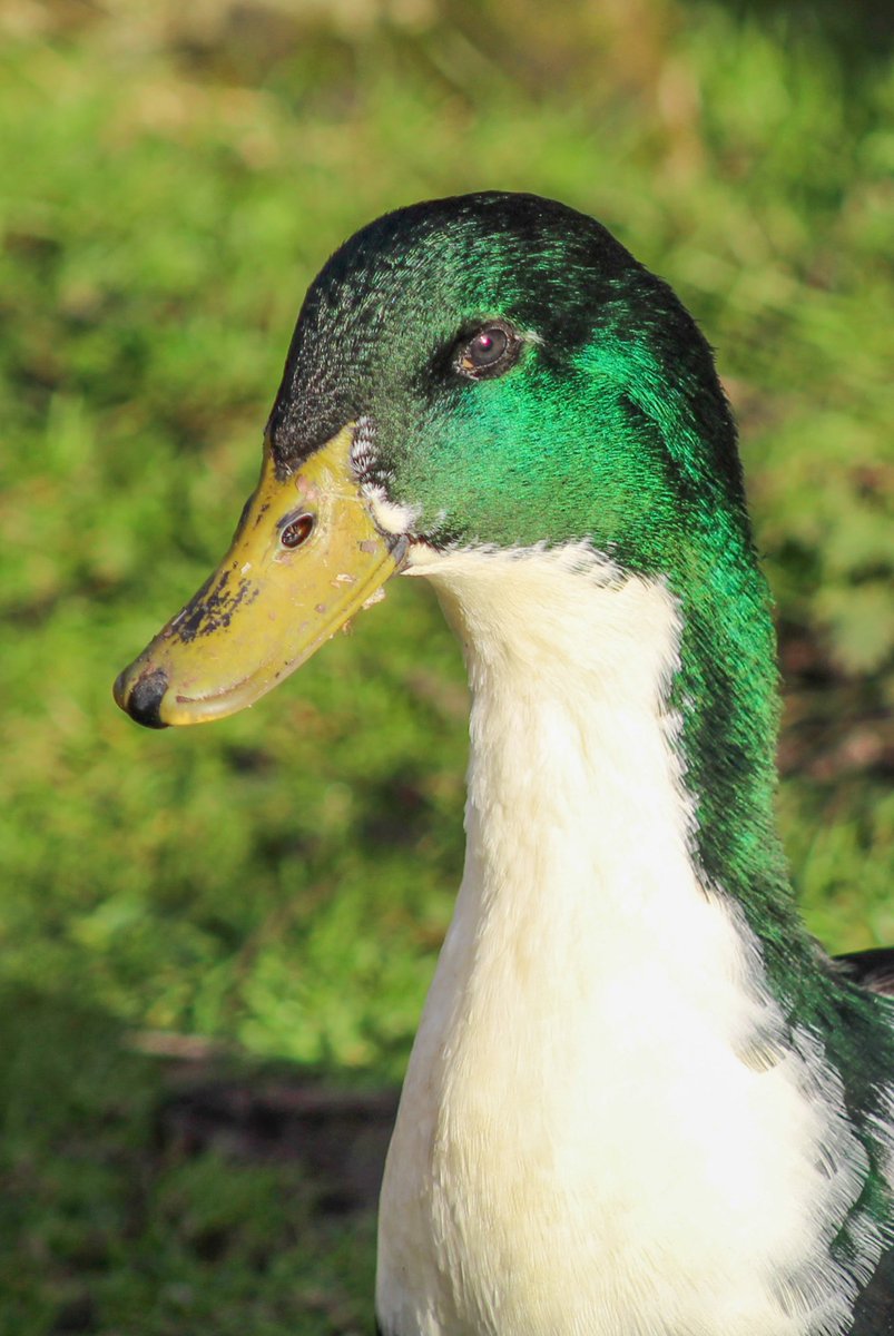 CamyGifts's tweet photo. ๐
#DuclairDuck #TwitterNatureCommunity https://t.co/KeHHiSLXc9