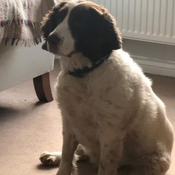 BTPDogs's tweet photo. Sadly we have lost a hero in RPD Connie aged 15. Connie served BTP with dedication and distinction most notably during the London 2012 Olympics. She retired to Wales in 2013 with her handler. A true hero and much missed family member. RIP RPD Connie #hero #K9cops https://t.co/enNUz7EUYj