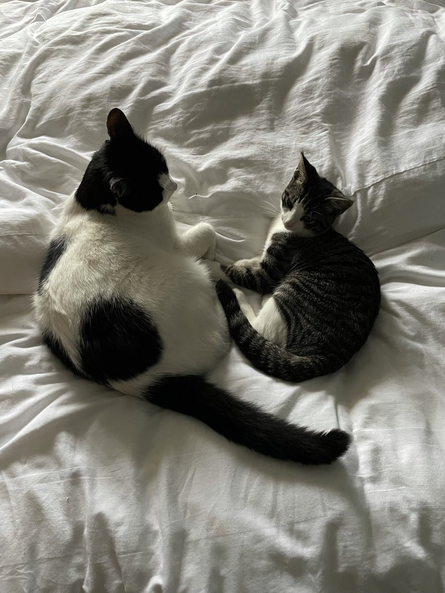 regvlarman2132's tweet photo. @KattenEUW https://t.co/Mfe77lBRrh