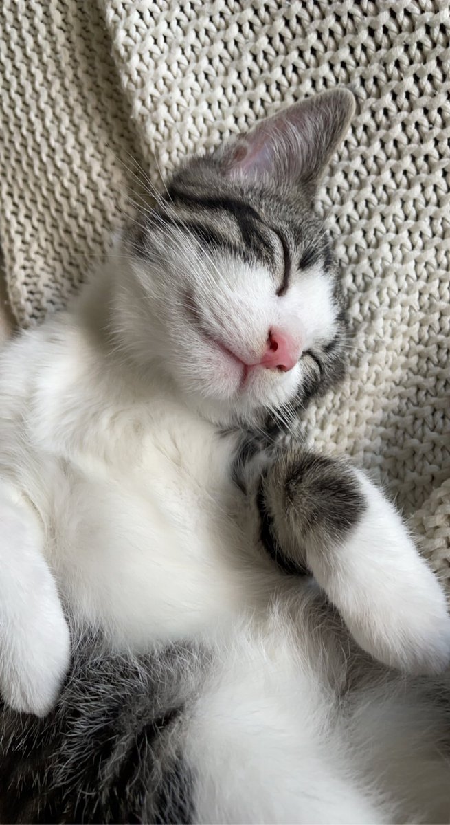 regvlarman2132's tweet photo. @KattenEUW https://t.co/Mfe77lBRrh