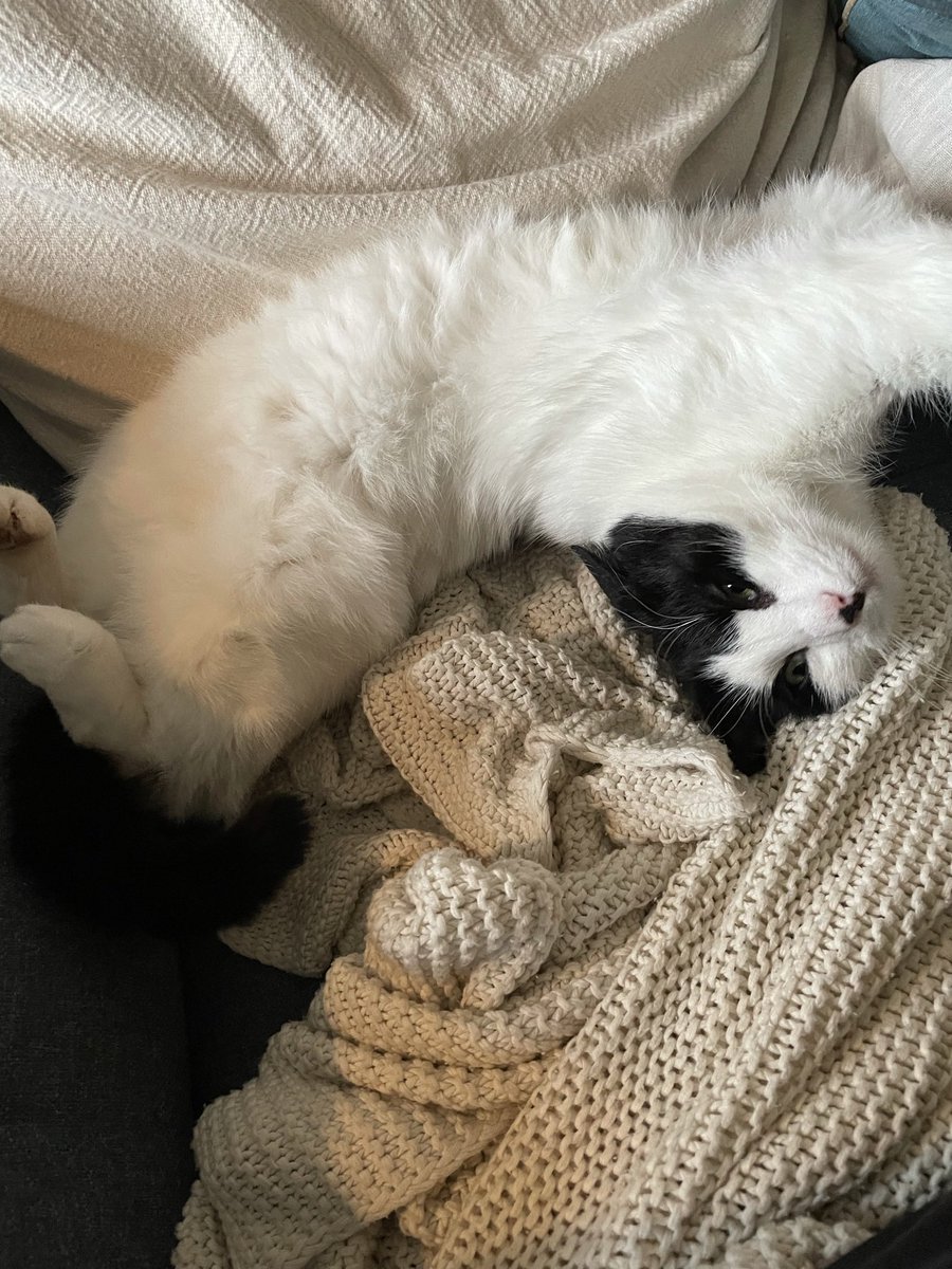 regvlarman2132's tweet photo. @KattenEUW https://t.co/Mfe77lBRrh