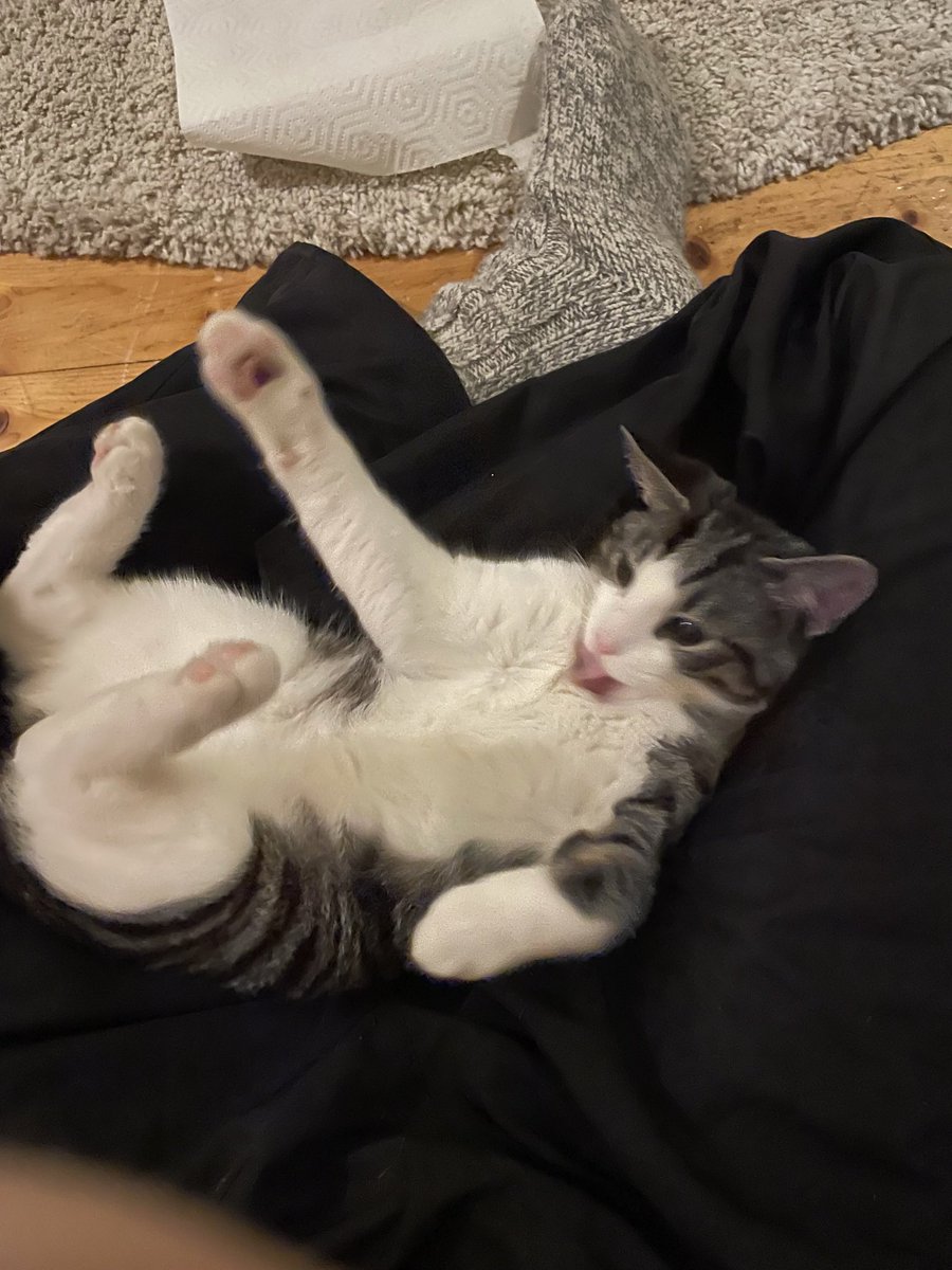 regvlarman2132's tweet photo. @KattenEUW https://t.co/Mfe77lBRrh