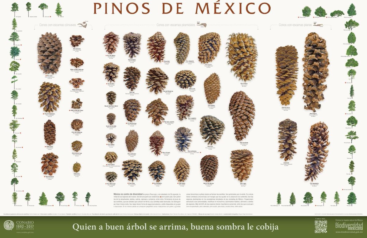 México es el mayor centro de diversidad mundial del género Pinus. En el mundo hay de 90 a 120 especies de pino, alrededor del 50% vive aquí, y 35 son endémicas. Esto se debe a que viven en selvas, bosques de niebla, zonas húmedas y semidesierto.
@Conabio 
bit.ly/3audkuq