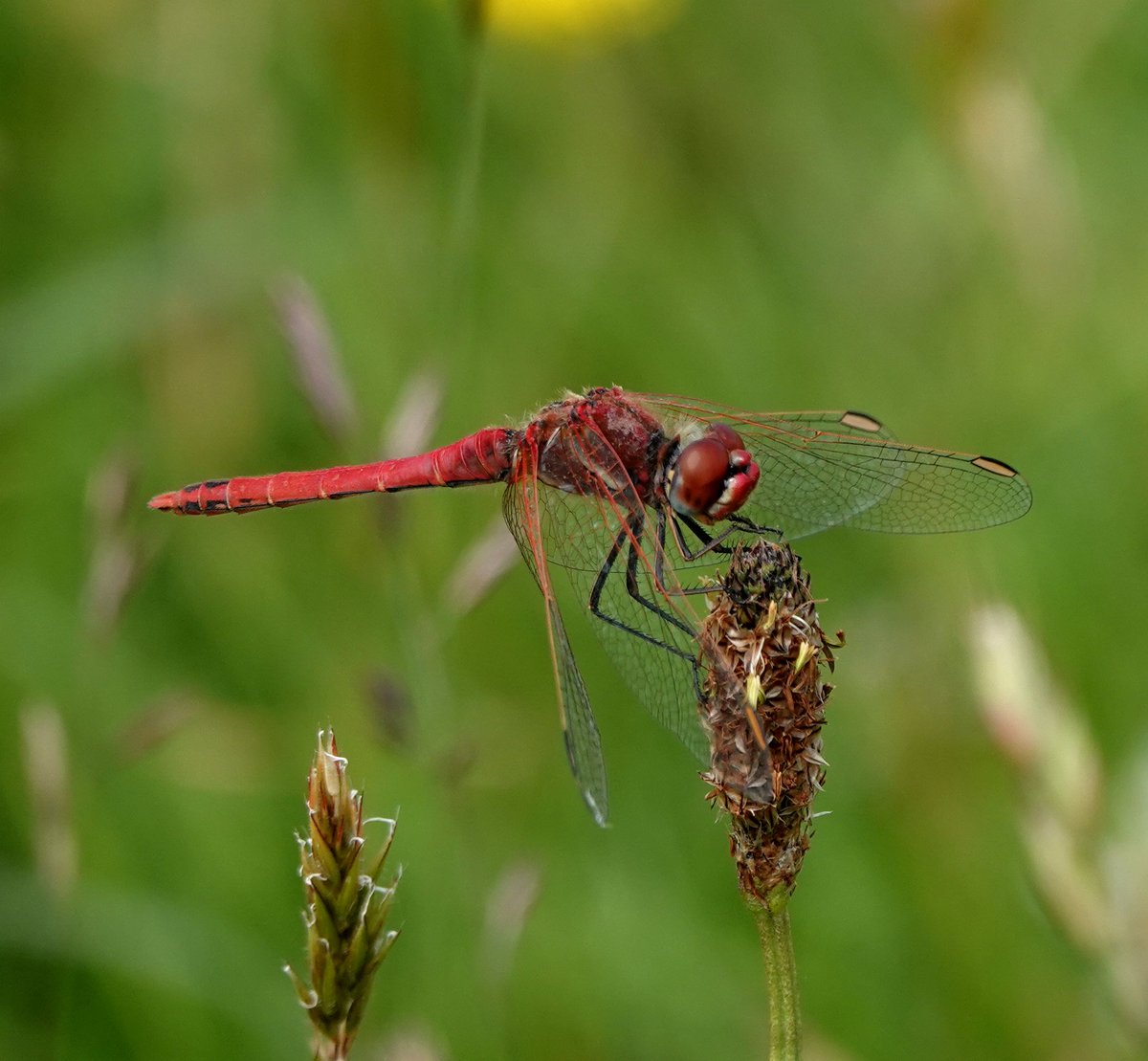 I'm a novice when it comes to dragonflies so I was thrilled to be able to identify this as a Red-veined Darter at Kenfig Pool this afternoon; one of at least ten seen. I also saw my first Common Twayblade,Fen, Early Marsh, Common Spotted & Southern Marsh Orchids of the year.