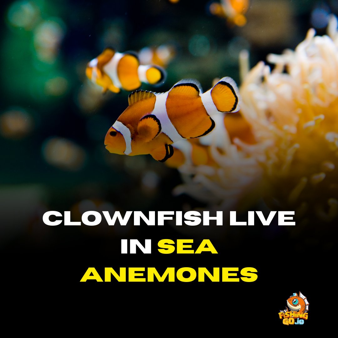 Fishingoio's tweet photo. #Fishingo.io  #ocean #underwaterphotography #nature #scuba #oceanlove #beachlife #scubalife #sealife #savetheocean #marinelife #whale #conservation #hawaii #deepsea #scubadiving #instafish#savetheplanet#sealife #Dubai https://t.co/RpqhLmTEek