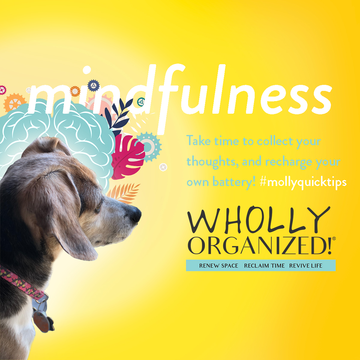 WhollyORG's tweet photo. Molly is sending you good vibes today. Take time for you. #selfcare #happymonday How do you recharge?  Comment below! https://t.co/h0TY9tJoxp