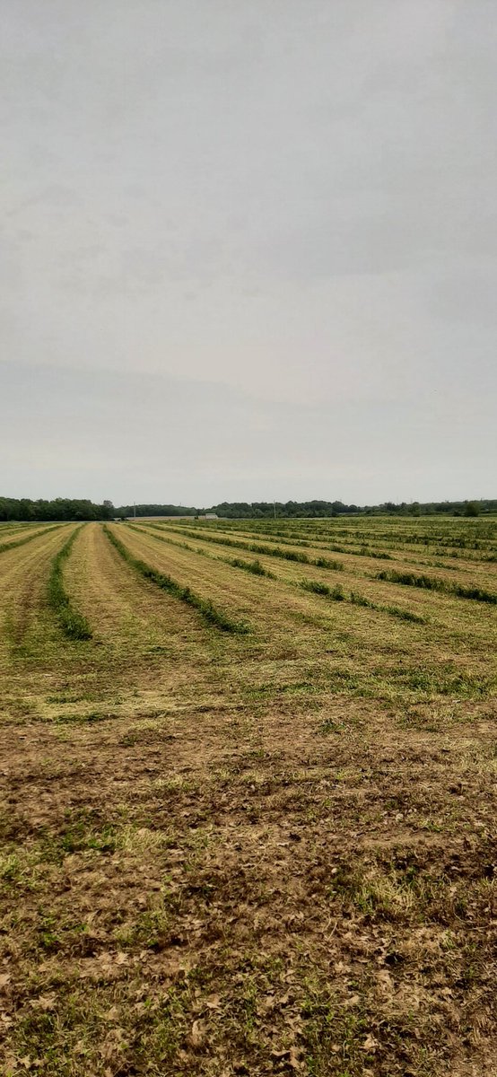 Of course it's the field by the road, just happy it wasn't the whole field.