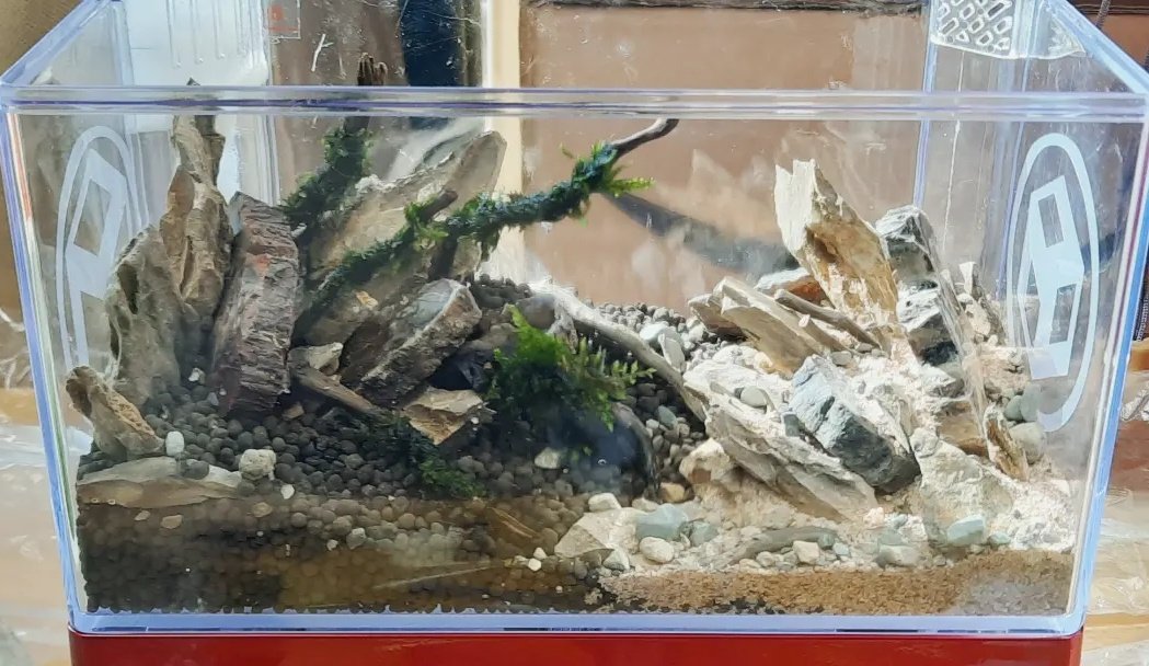 ShrimpMetaverse's tweet photo. Energy Mini fishtank 
by Reiki Center（Set $800）

規格及套裝: 
*Size 22 x 11.5 x 25 cm
*USB *內置過濾/時間制
*專用吸水器
*專用清潔棉
*清潔用水草夾

#aquarium #水族造景 #迷你水族 #微景觀 #迷你世界 #療癒生活 #水晶 #水種植物 #水草 #造景 #生態 #hkg #迷你景水族設計 #精品造景 https://t.co/wmpjK976LK