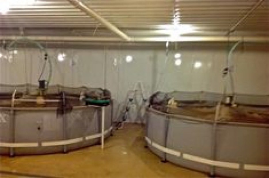 Resellers can take whatever money they can recover from Zadeh and invest in indoor shrimp farms. Take the training wheels off and make real money.