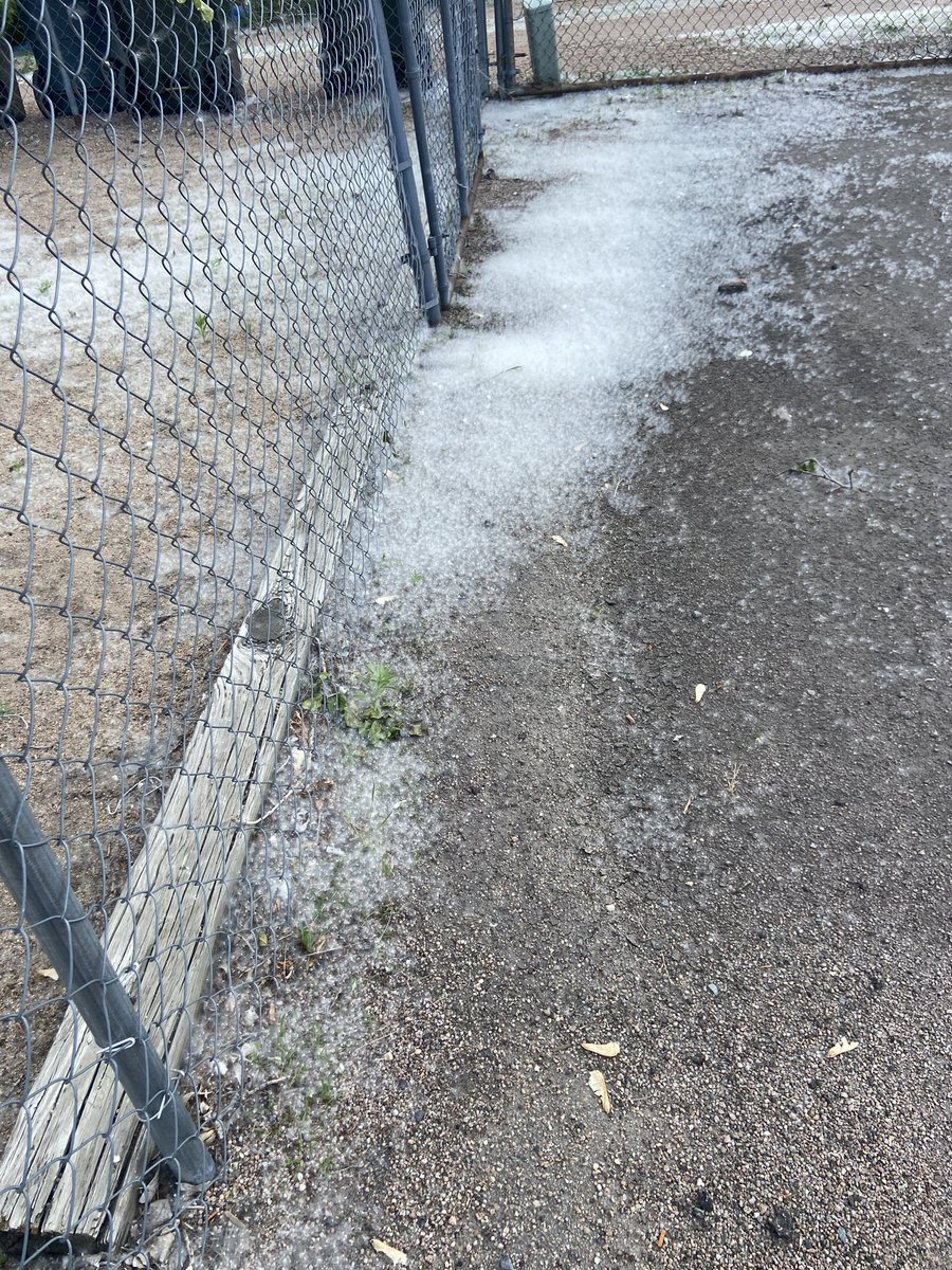 KristiSmith08's tweet photo. Gotta love a good old fashioned June “snow storm” in Nebraska! #Nebraska #CottonwoodTree #JuneSnow ❄️❄️❄️🌳🌳🌳 https://t.co/uR1UziI1nW