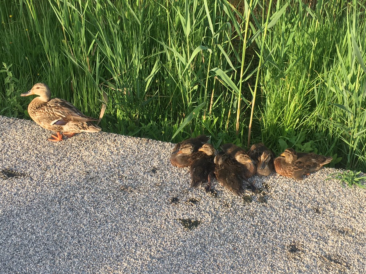 Mario16604832's tweet photo. In #ValCavanata i fenicotteri sono ancora presenti, probabilmente sono diventati stanziali; anche mamma papera con prole https://t.co/LrzE0nHyFz