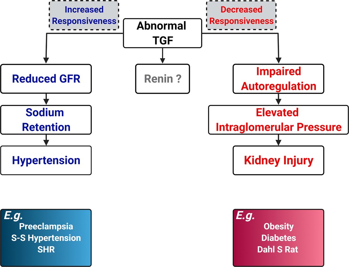 AJP Renal tweet media