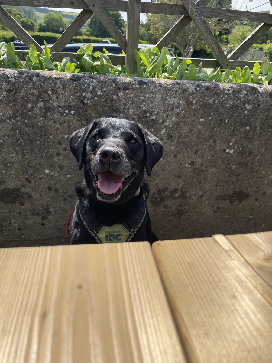 theukknights's tweet photo. I is keeping a close eye on humans - yes I got a full breakfast again today #Happiness #labrador #DogsofTwittter https://t.co/6yiYchY18h