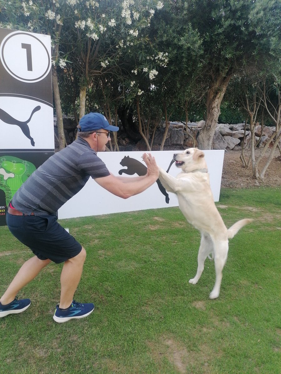 Ultra_AspireMal's tweet photo. Ruby showing that she is the real #PulaLegend! @PUMAGolf #mallorca #mallorcalife #labradorretriever #labsofinstagram #golf #mallorcagolf #PepGuardiola @PepTeam She would like a #caddy pass next time please! ;) https://t.co/FTVSnFhYLc