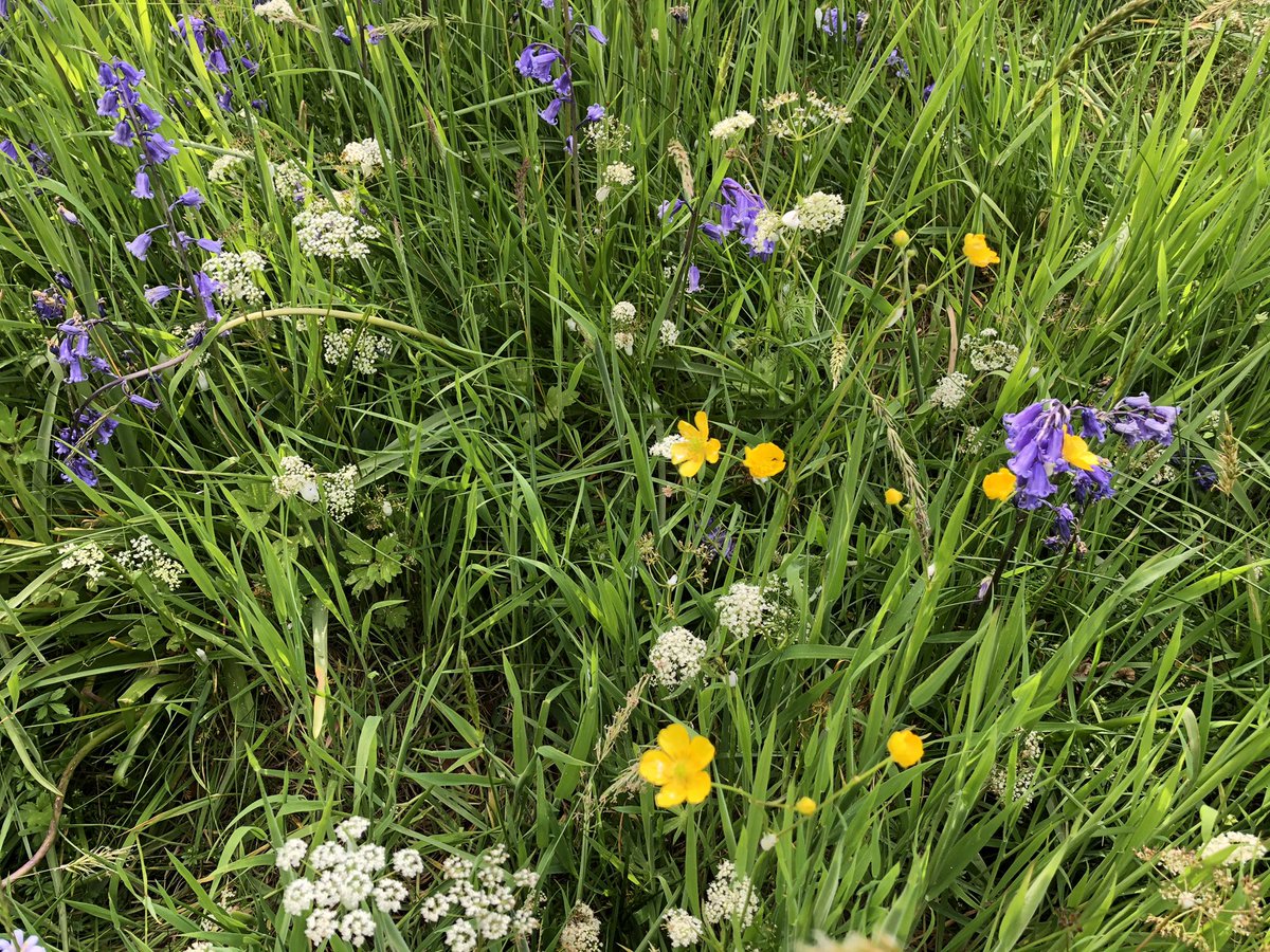 dornochlassie's tweet photo. #Wildflowers #BloomInJune https://t.co/gmiqxyqWLL