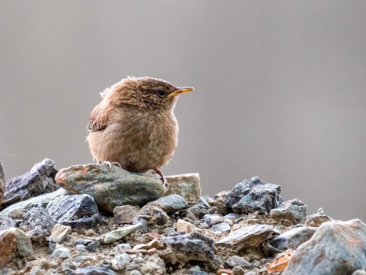 WildIreland's tweet photo. There's something ludicrously endearing about fledgling wrens.
#bridwatching #birding #wildlife #ireland #westcork #cork #babybirds https://t.co/1yCmSqxen2