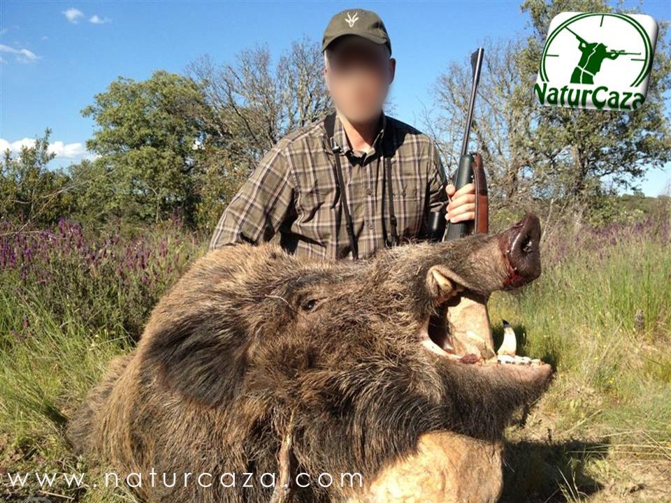 ESPERAS DE JABALÍ 🐗: Si eres un apasionado de las esperas del #Jabalí 🐗, tenemos para ti acciones en Cuenca y en Albacete con todo incluido, no dejes escapar esta oportunidad y reserva en el ☎️ 676101296 naturcaza.com #Sanglier #Wildboar #Caza #Chasse #HuntinginSpain