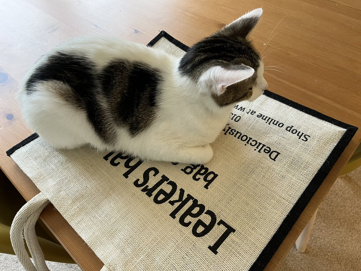 Mimiwooding's tweet photo. @LeakersBakery has a new customer😻 https://t.co/DdhMRkYK7N