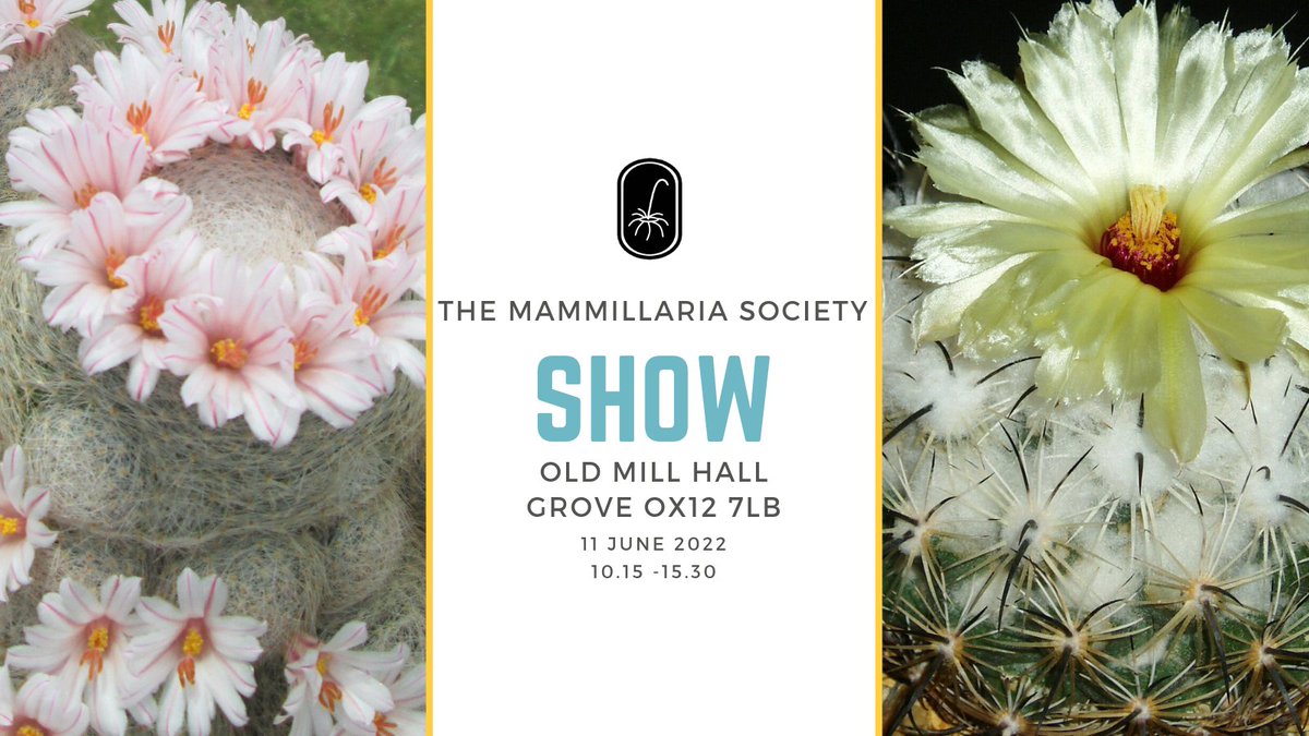 cv_cacti's tweet photo. Always an excellent show from @CactusSucculent Oxford Branch and the Mammillaria Society. 

#cacti #bcss #mammillaria #cactusshow #mammillariasociety https://t.co/Ywcc8BbZkd