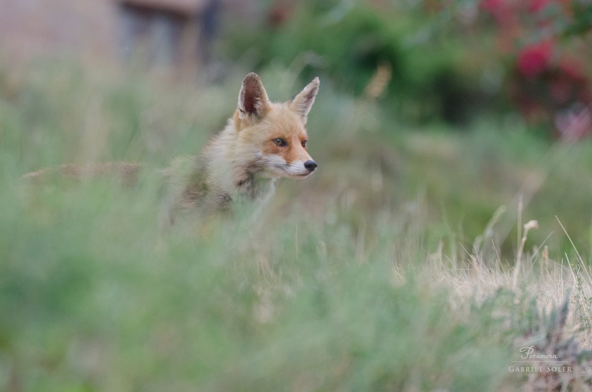 peranera's tweet photo. A vegades cal una mica de sort per fer una foto... Guineu (Vulpes vulpes)
#PallarsSobira  #AltPirineu #Nikon #Sigma #biodiversitat #natura #fotografia  #NaturePhotography #guineu #fox #zorro #fauna https://t.co/06YqbCShCd