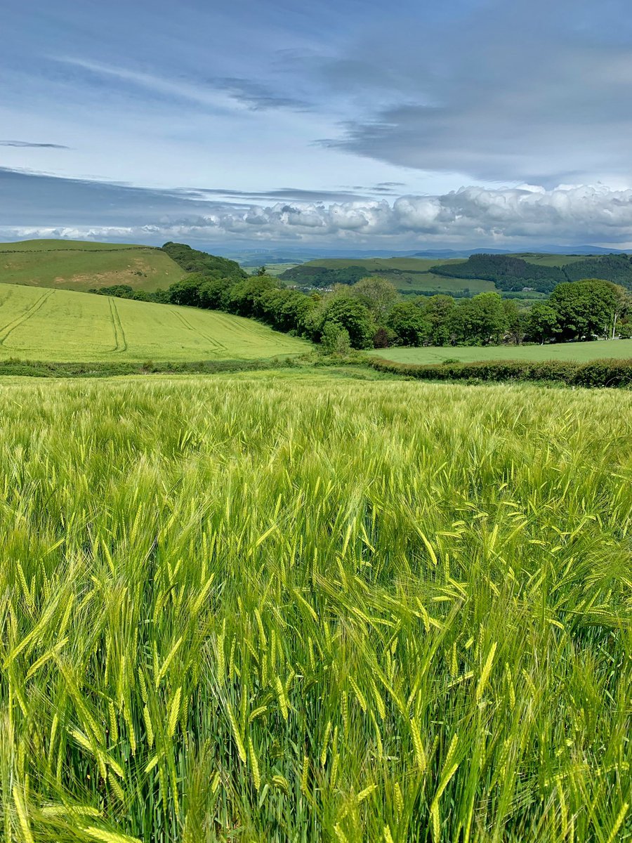 Trawsgoed Farm tweet media