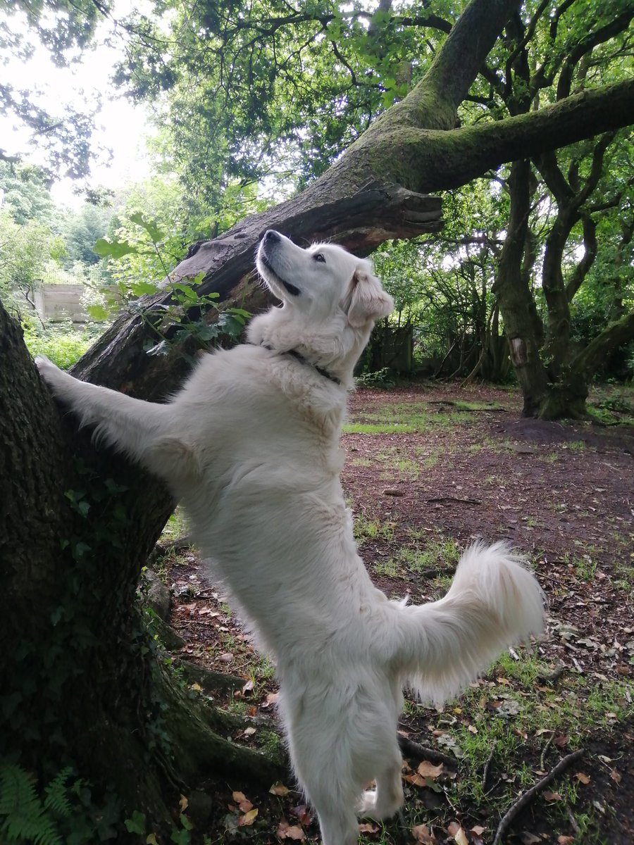 In honour of the #JubileeWeekend Ernie gave the 🐿️🐿️ a weekend pass.... However he's back on form today 😂 #ZSHQ #playtime #dogsoftwitter