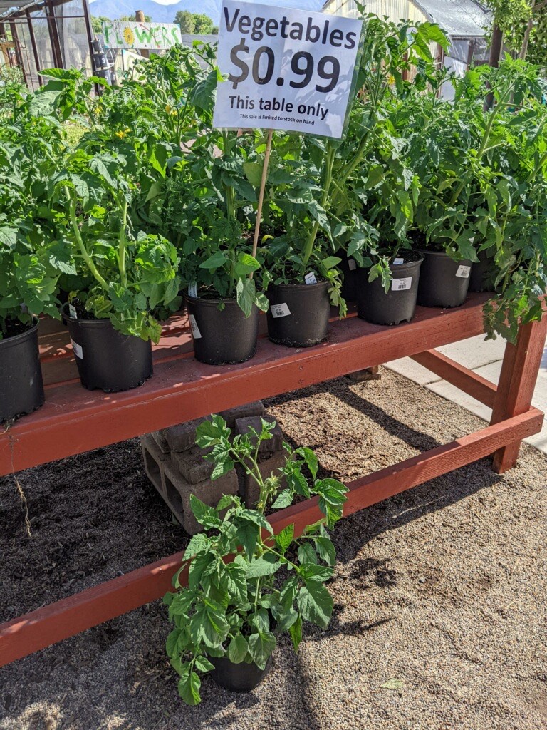 Vegetable sale!! Only $.99, mostly tomatoes!
300 S. Rocking Chair Road, Cottonwood,
.
.
#vegetablesale #tomatoes #veggies #dealoftheday  #verderivergrowers #cottonwood