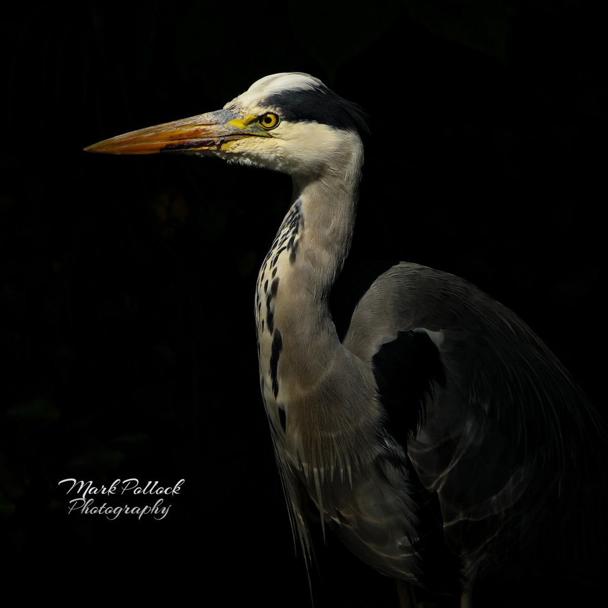 markpollock75's tweet photo. #heron on the #dodder beautiful light today #nature #NaturePhotography #wildlife #wildlifephotography #dodderriver #portraitphotography  #portraits #dublin https://t.co/5K4KrGBeNu