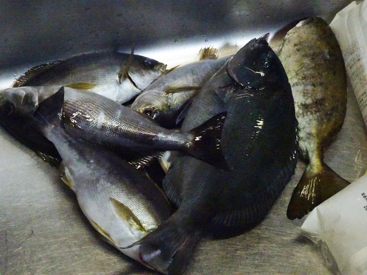 魚釣り・・・。それは家庭内の戦いでもあるのさ・・・。

釣好大全九州（釣りブログ）
　　👇
kyusyu-ins.com/2022/06/07/202…
今回のお題は『博多家の格差拡大は深刻なのである』です。