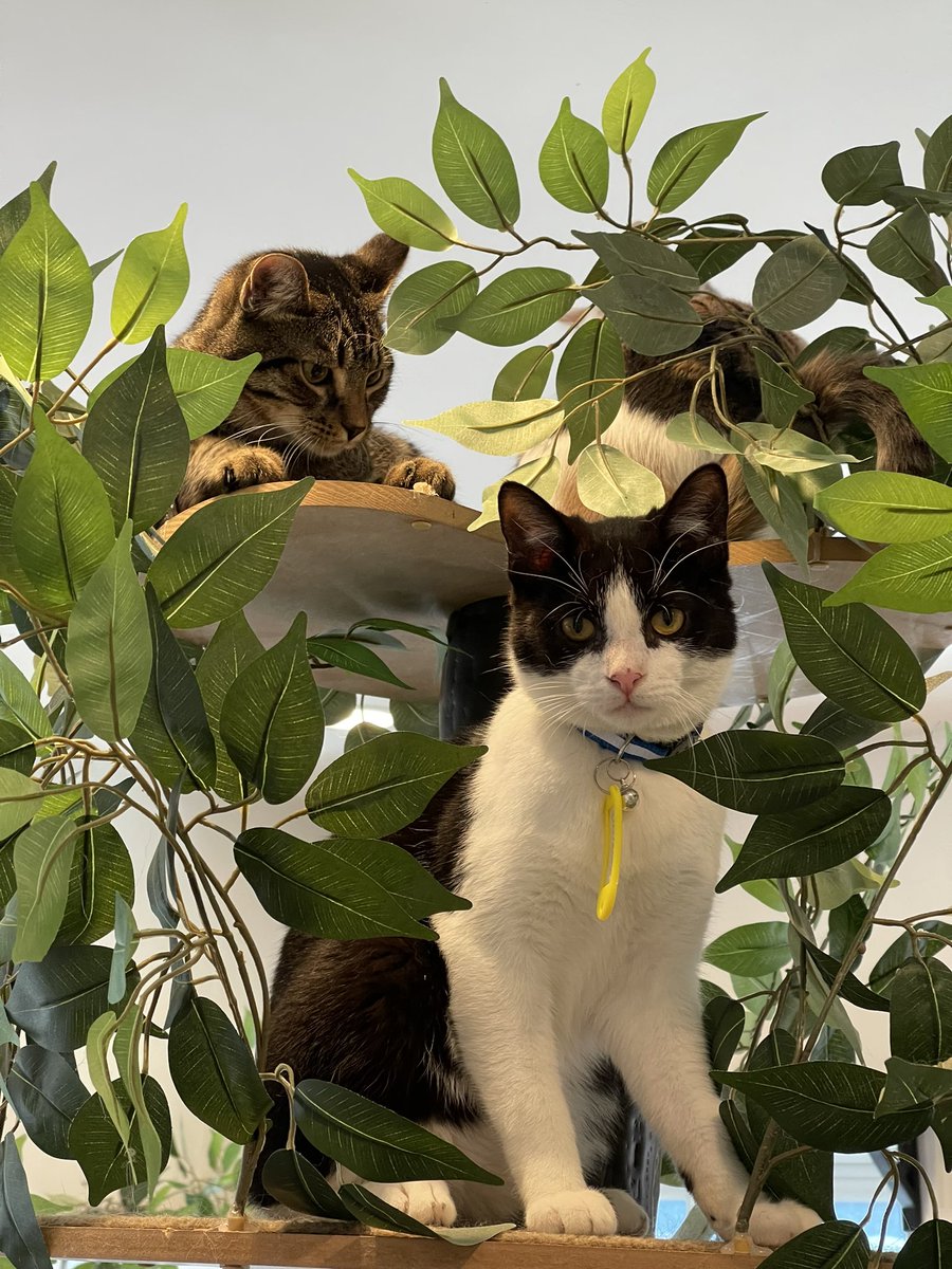 Karmanaa's tweet photo. What a sweet ‘Catty Cat Corner Cafe’ in Leesburg,VA. #kittycat #catcafe #CattyCornerCafe #townofLeesburgVA #sweetcats #adoptable #cookieswithvisit https://t.co/CtOyblAPZM