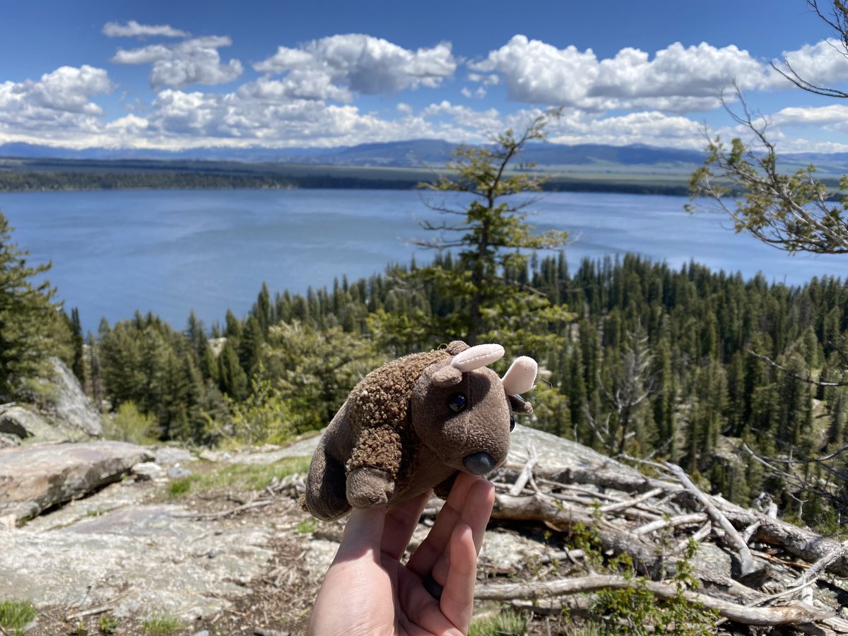 BuddyBisonTrips's tweet photo. Grand Tetons, Jenny Lake/hidden falls
June 2022
#buddybison https://t.co/GBxRNlOGK1