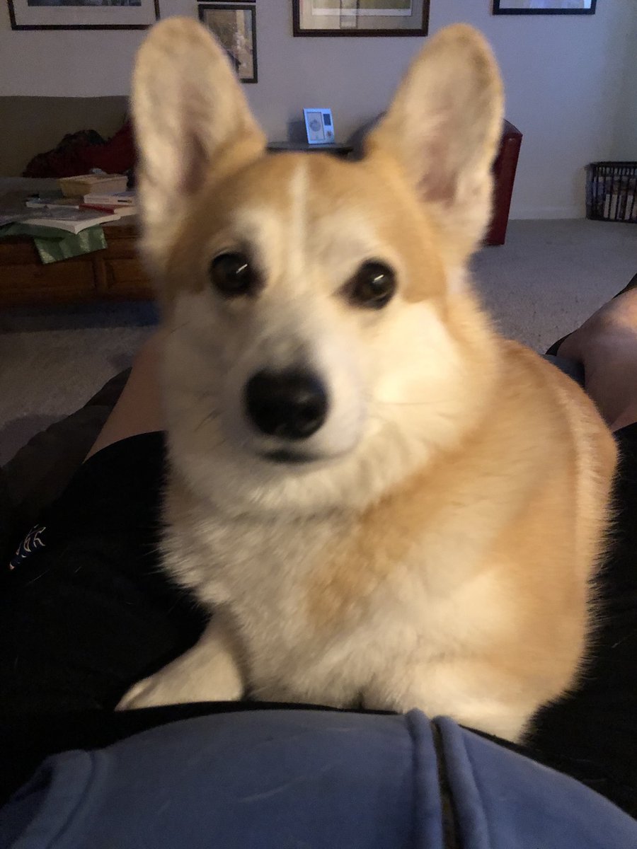 Happy #PetAppreciationWeek Here is my little buddy, Pivot , who fills our lives with joy every week!! ⁦@Corgi_LoverPage⁩ ⁦@TeamCorgiBrand⁩  Thanks Mr. Pivot!