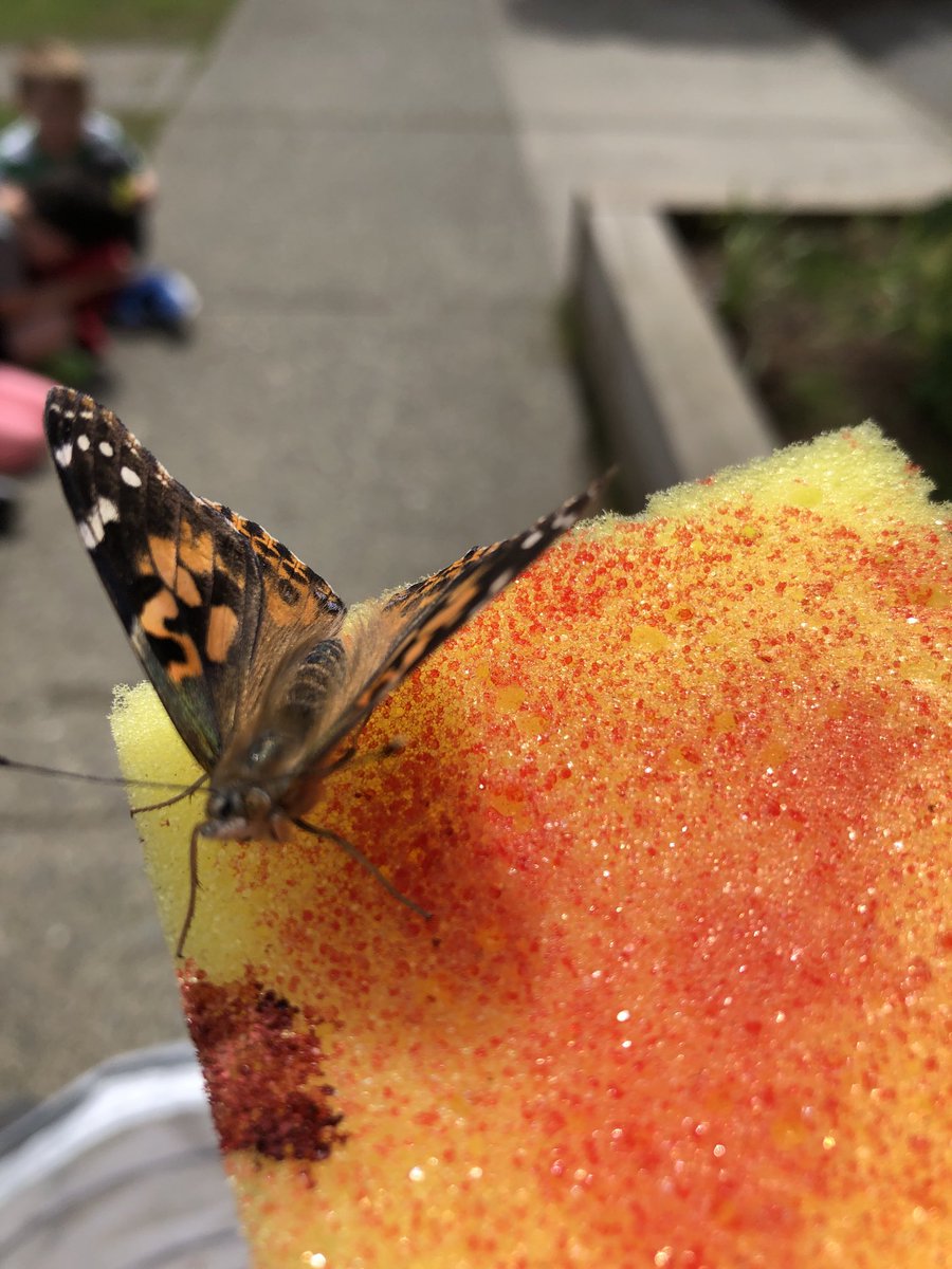mmefriesenclass's tweet photo. Au revoir les papillons! Goodbye butterflies! #peacearchlearns https://t.co/tyPsFCQMqw
