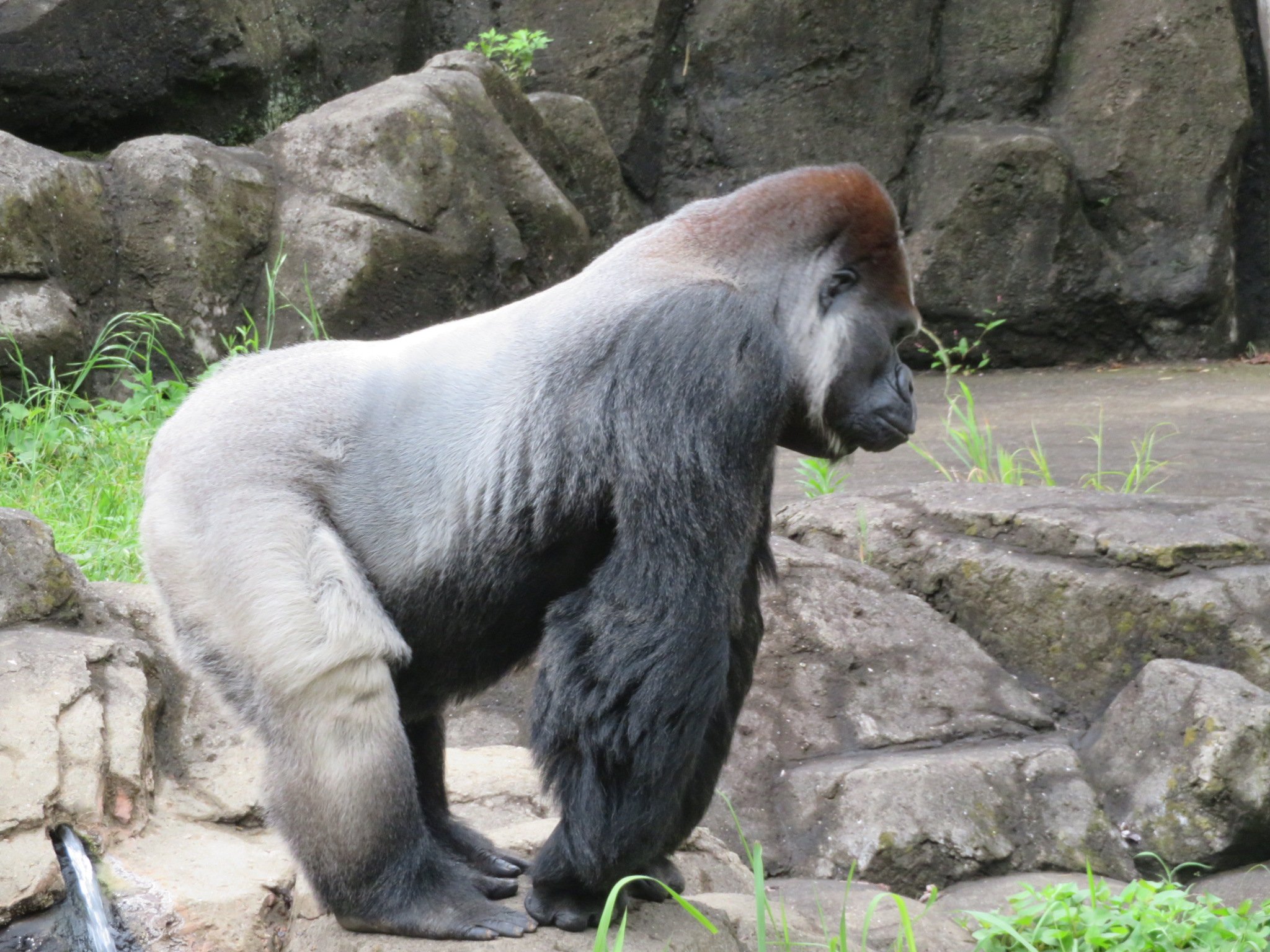 千葉市動物公園 公式 ゴリラの横向き標本のように 姿勢が決まっています 飼1 千葉市動物公園 ニシゴリラ T Co 2fjlg9zv4e Twitter